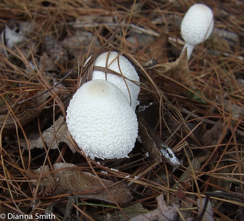 Leucocoprinus cepistipes (Lepiota cepistipes)2367