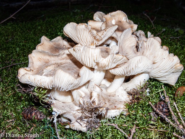 Leucocybe connatum (Lyophyllum connatum) 0255