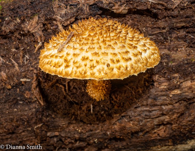Leucopholiota decorosa 06023