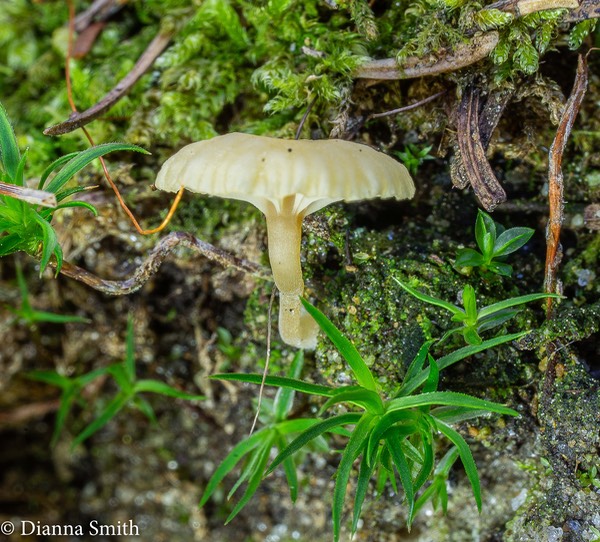 Lichenomphalia velutina 02976