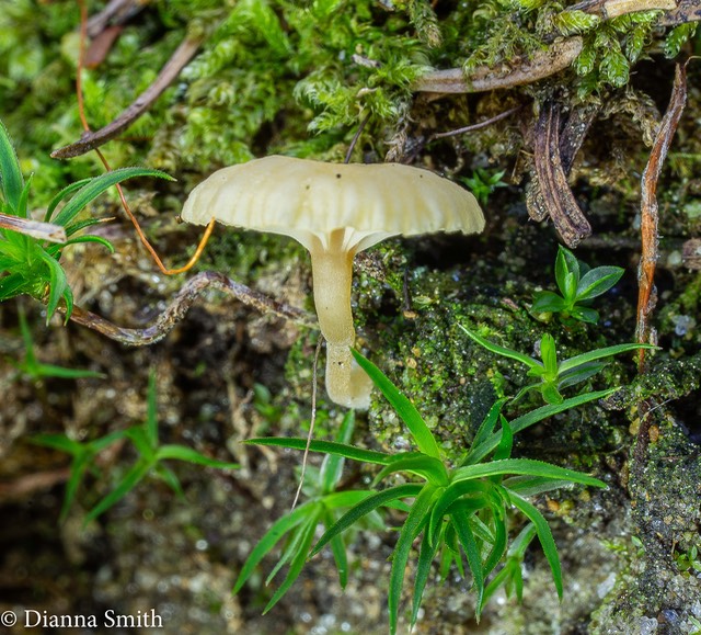 Lichenomphalia velutina 02976