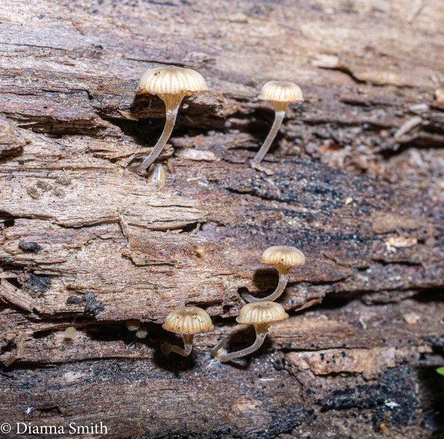 Lichenomphalina umbellifera ? 06600