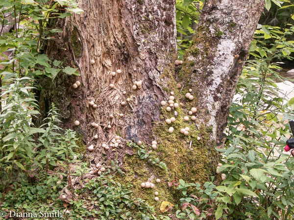Lycoperdon acuminatum grows on bark of living trees - smaller than Bovista pulla0123