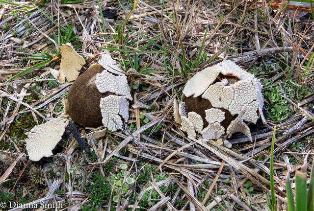 Lycoperdon marginatum 03579