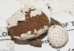 Lycoperdon marginatum01276