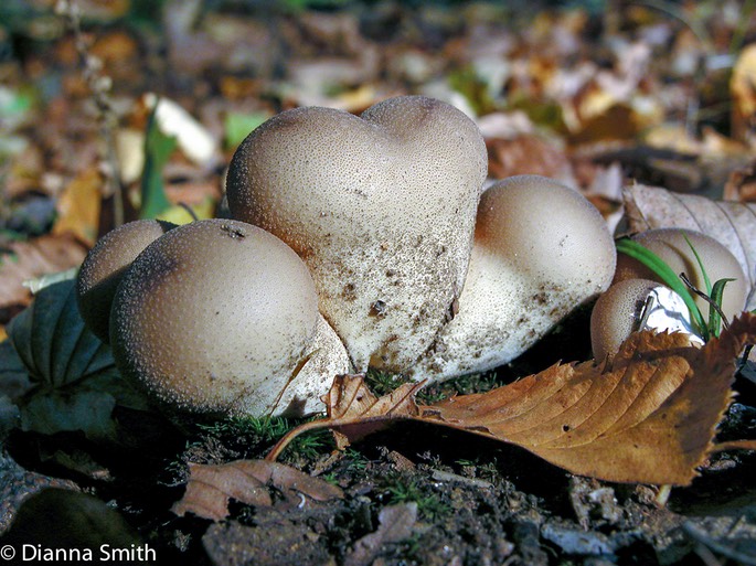 Lycoperdon perlatum1935a