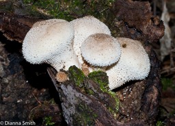 Lycoperdon pyriforme02566