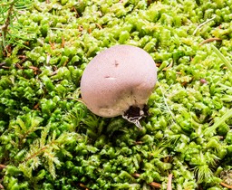 Lycoperdon subincarnatum01728