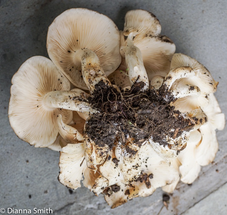 Lyophyllum decastes00317