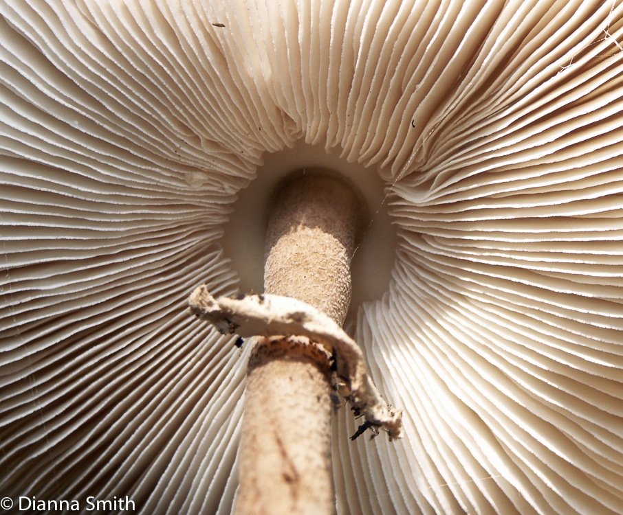Macrolepiota procera0961