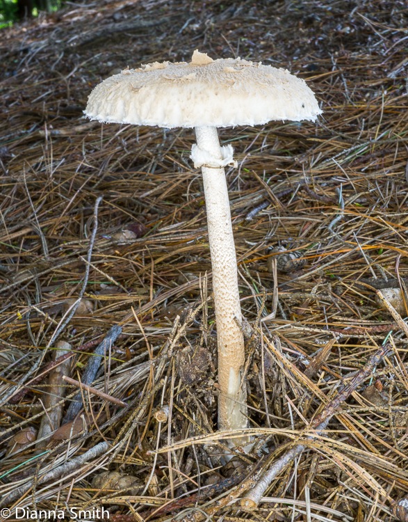 Macrolepiota procera (Lepiota procera)03487