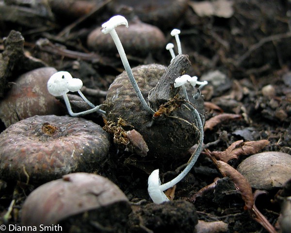 Marasmiellus nigripes5905