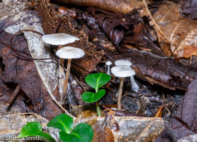 Marasmiellus praecutus ?1010822