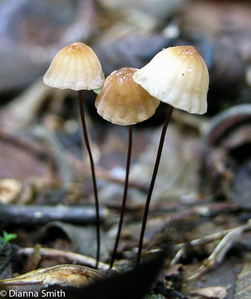 Marasmius androsaceus5956