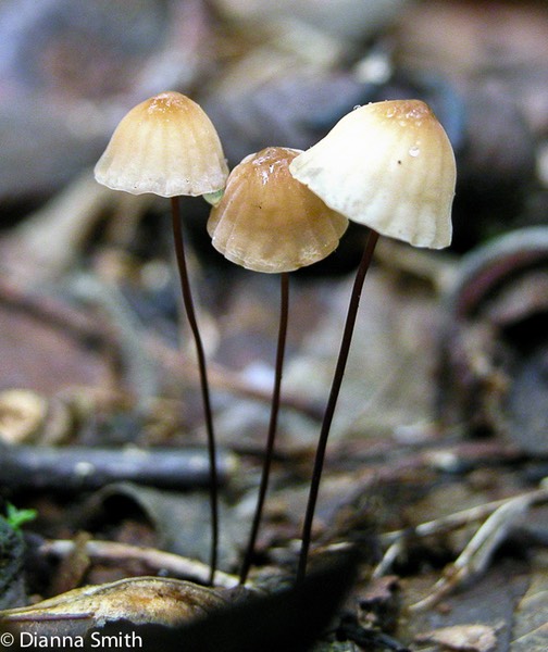 Marasmius androsaceus5956