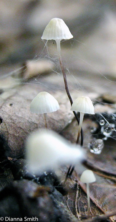 Marasmius capillaris5684