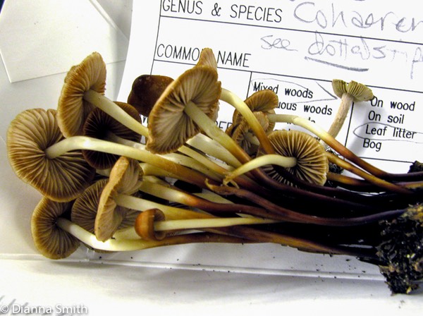 Marasmius cohaerens0973