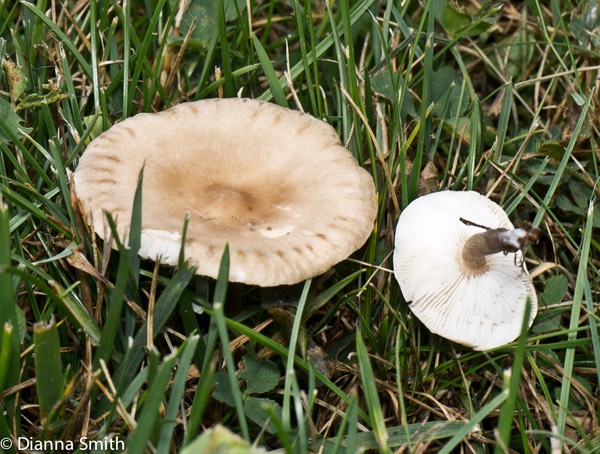 Marasmius oreades1010236