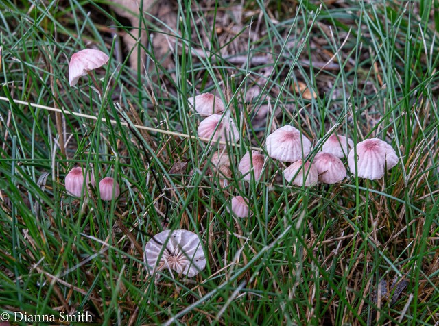 Marasmius pulcherripes 00722