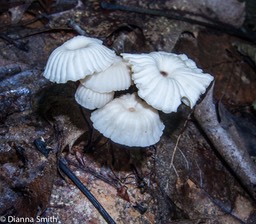Marasmius rotula 3136
