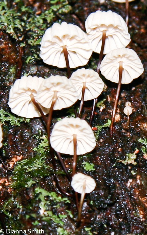 Marasmius rotula0069
