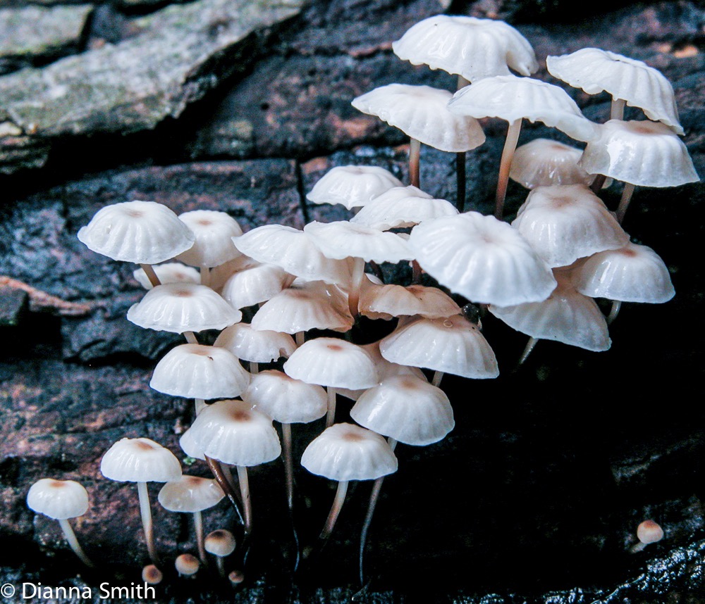 Marasmius rotula0134