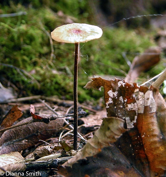 Marasmius scorodonius8144