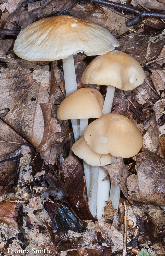 Marasmius strictipes   6739