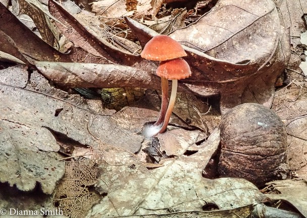 Marasmius sullivantii 7200196