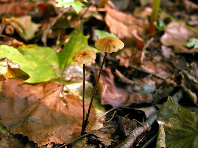 Marasmius scorodonius 8149