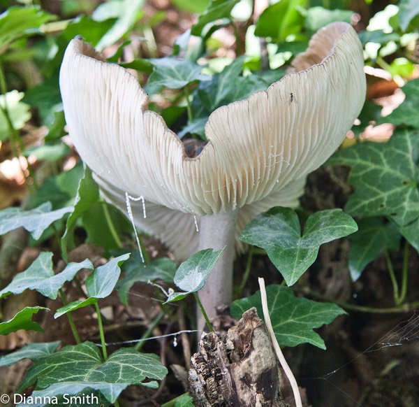 Megacollybia rodmani (Tricholomopsis platyphylla)0024