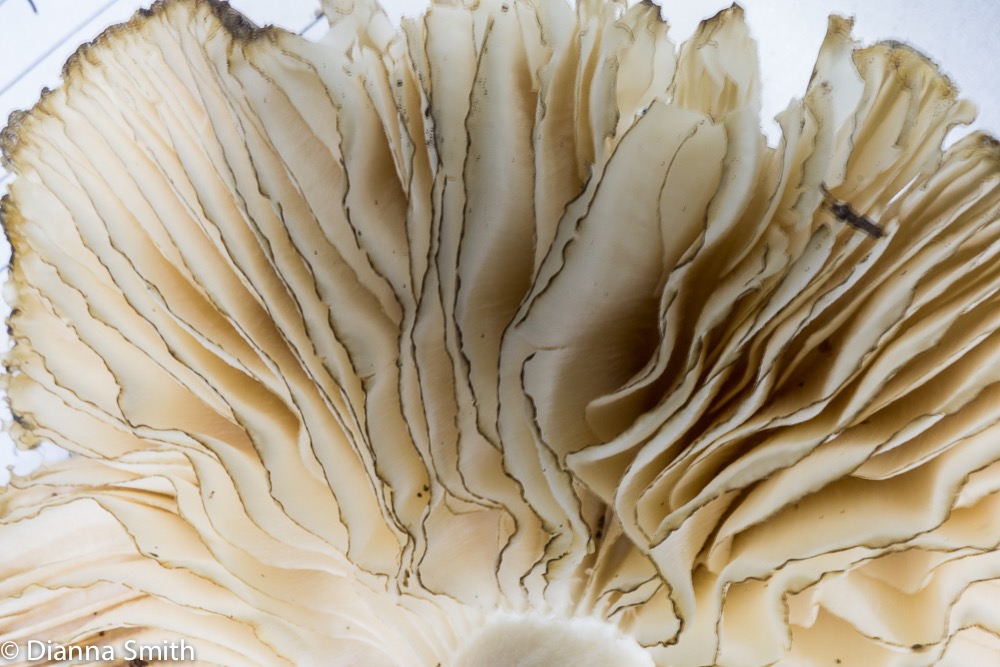 Megacollybia rodmni04051