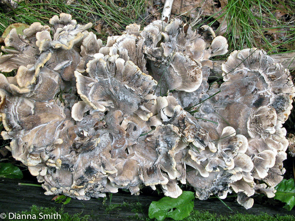 Meripilus sumsteinii5344