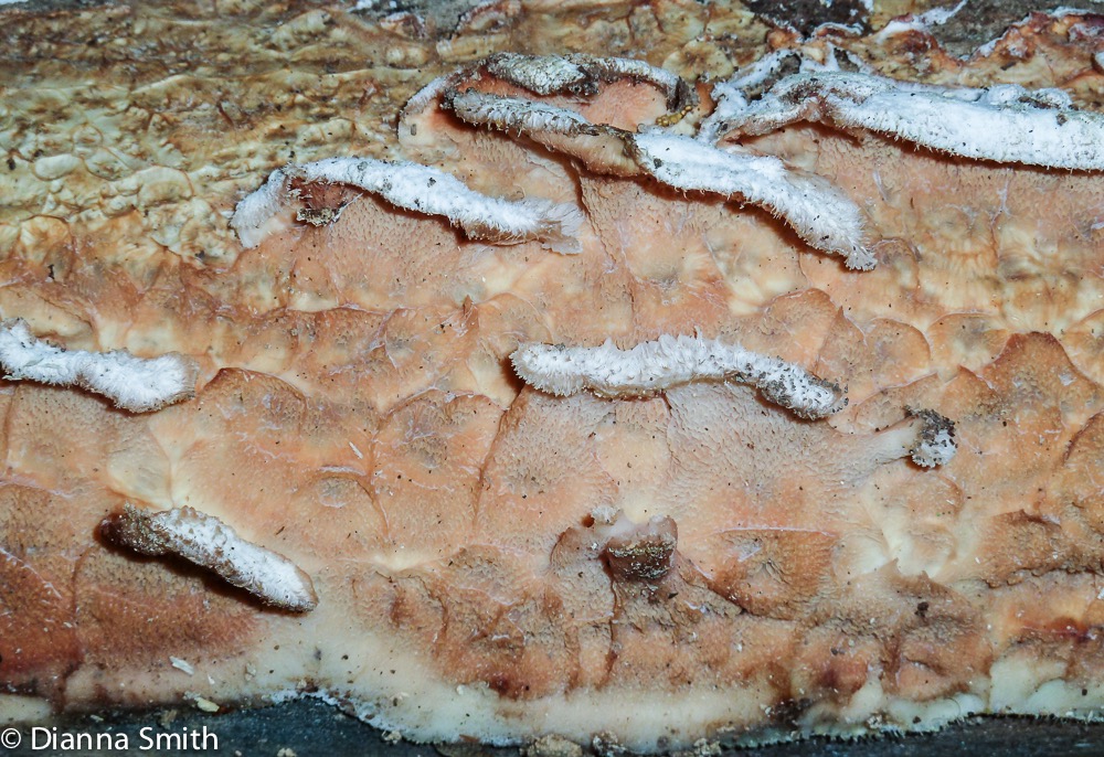 Merulius tremullosus (Phlebia tremellosa) 1020881