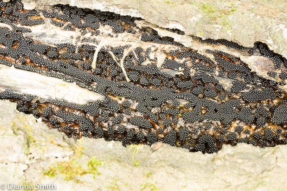 Metatrichia vesparium03809