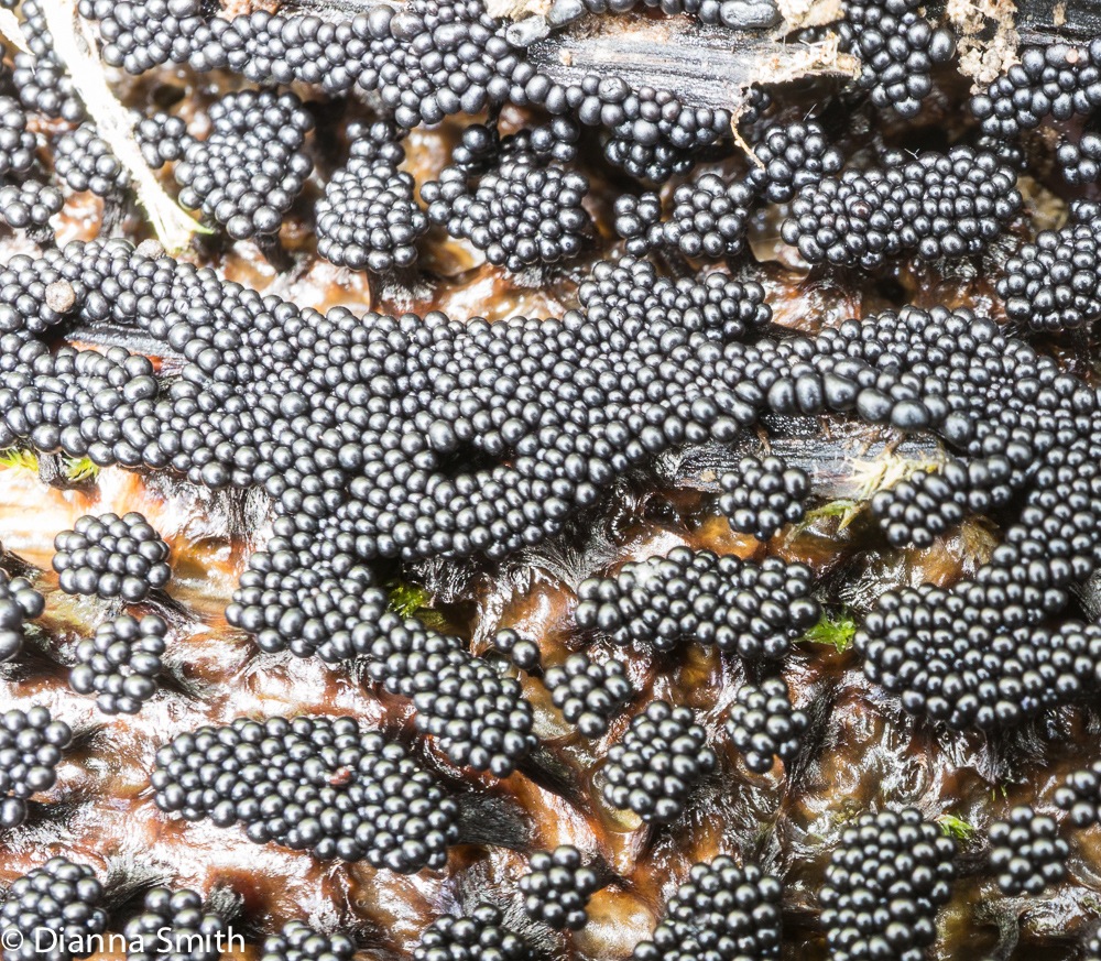Metatrichia vesparium03810