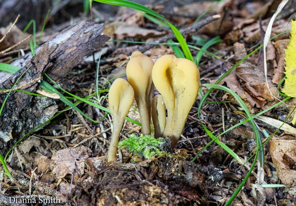 Microglossum olivaceum 01869