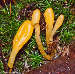 Microglossum rufum 02009