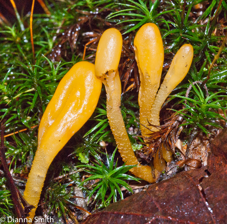 Microglossum rufum 02009