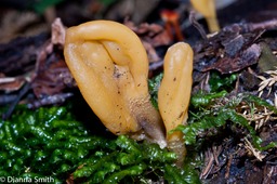 Microglossum rufum02353