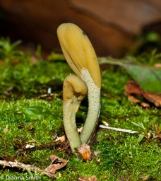 Microglossum viride02638