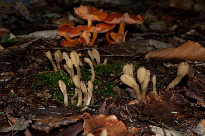 Microglossum olivaceum02606