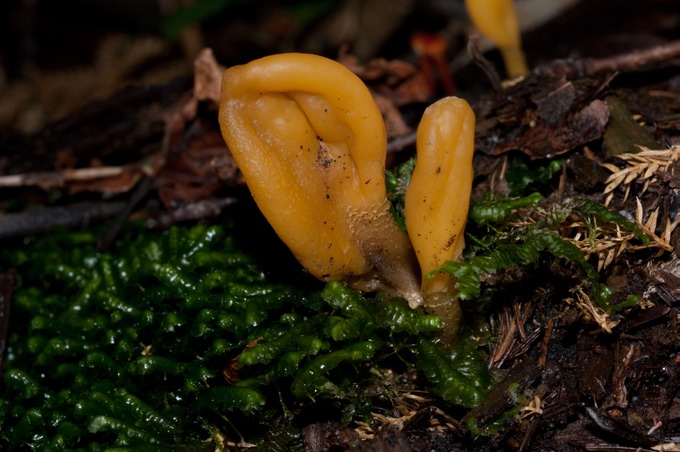 Microglossum rufum02353