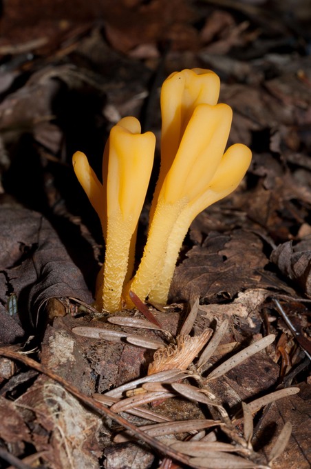 Microglossum rufum02525