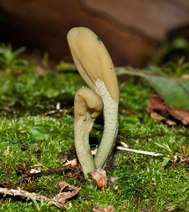 Microglossum viride02638