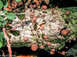 Micromphale foetidum0187