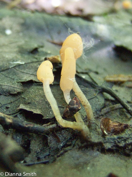 Mitrula elegans (Mitrula paludosa) 8374