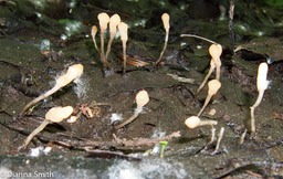 Mitrula lunataspora8380