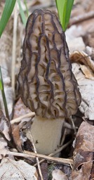 Morchella angusticeps (Morchella elata)0026
