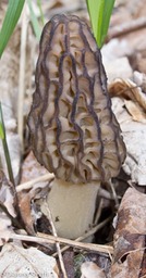 Morchella angusticeps (Morchella elata)_0026